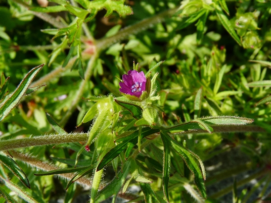 {Geranium dissectum}